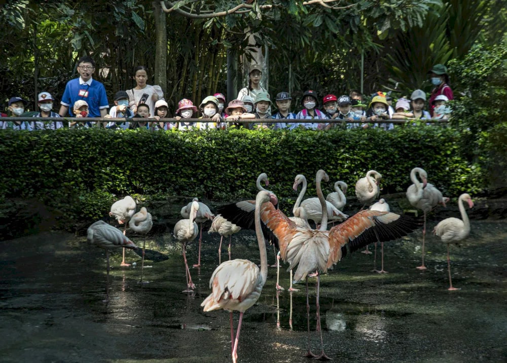 Graceful swans glide across the tranquil waters, adding a touch of elegance to this lush urban oasis